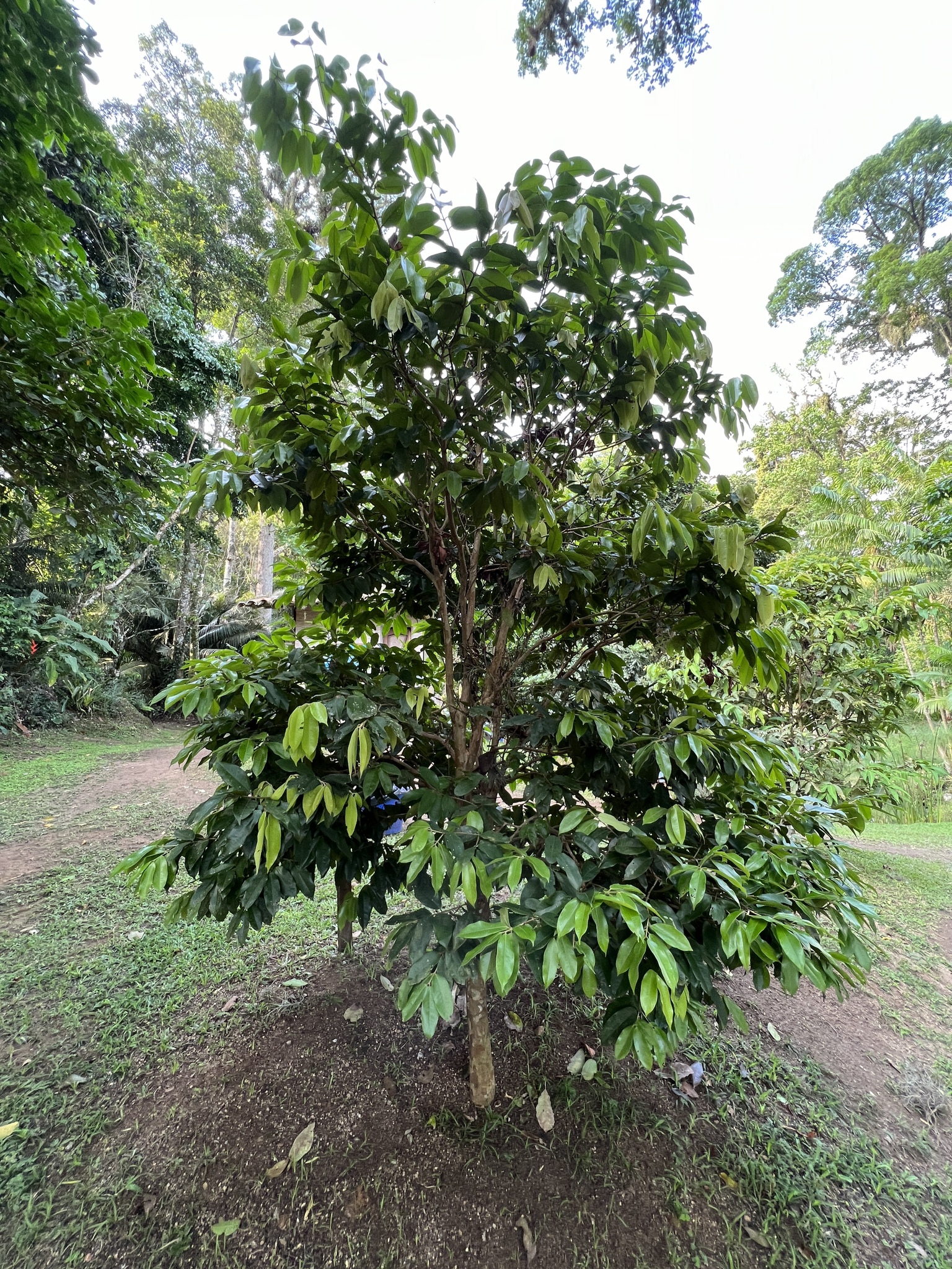 Imagem de Cambucá