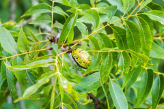 Pekannuss (Carya illinoinensis): Herkunft und Verwendung — Foto 3