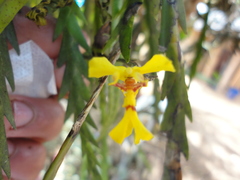 Lockhartia galeottiana