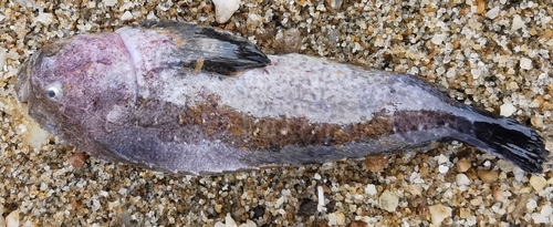 Spotted velvetfish (Erisphex pottii) — Aploactinidae — 2
