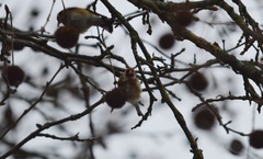 Carduelis carduelis