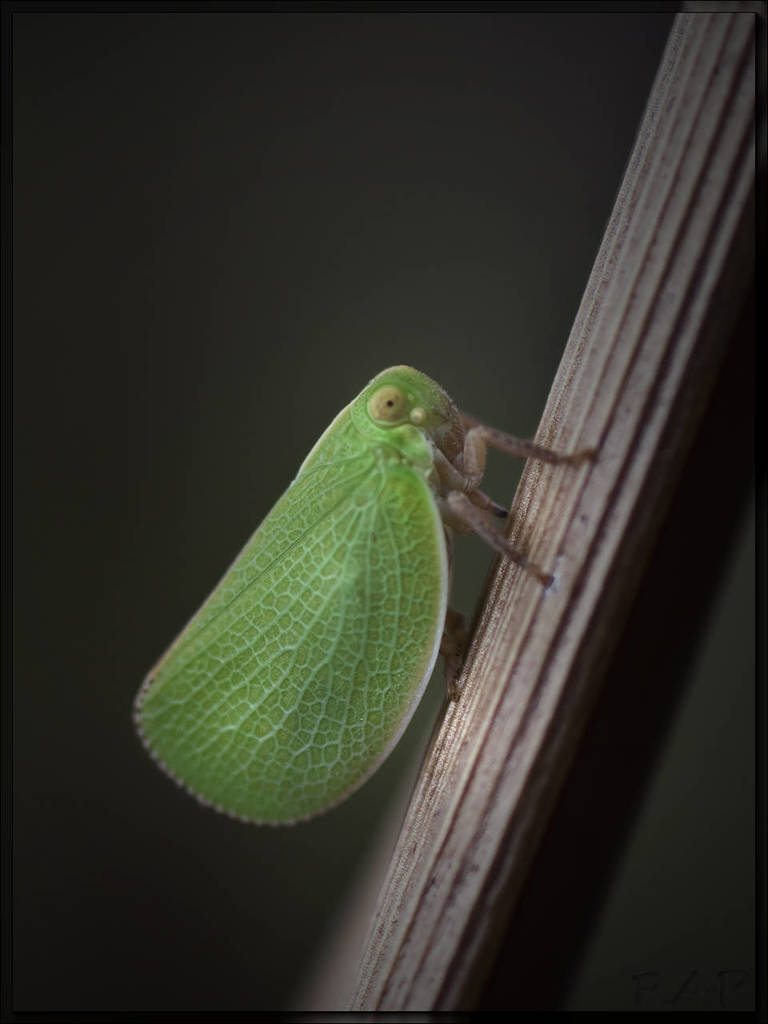 Acanalonia chloris