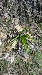 Liliales