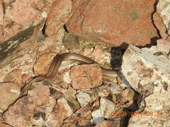 Masticophis bilineatus