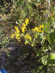 Solidago chapmanii