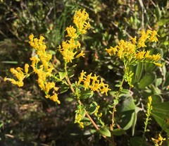 Solidago chapmanii