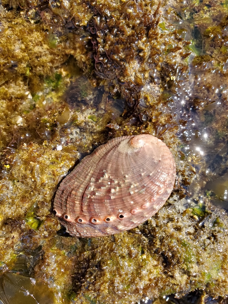 Abalones in March 2019 by angeela · iNaturalist
