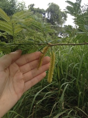 Mimosoideae