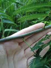 Mimosoideae