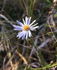 Symphyotrichum simmondsii