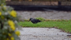 Corvus monedula