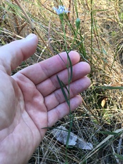 Symphyotrichum simmondsii
