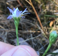Symphyotrichum simmondsii