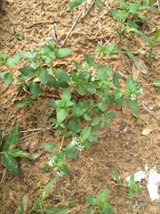 Magnoliopsida