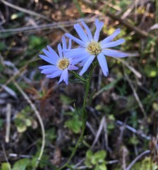 Symphyotrichum simmondsii