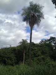 Acrocomia aculeata
