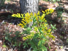 Solidago chapmanii