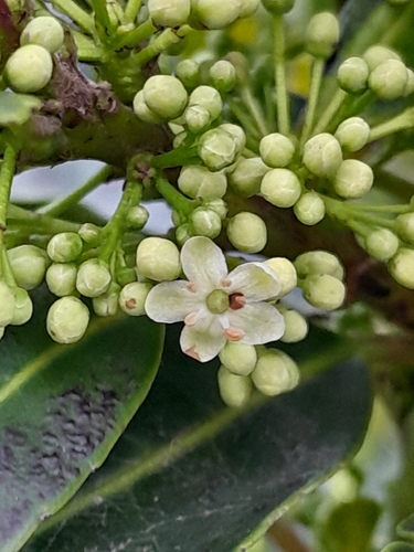 Image of Ilex paraguariensis by (c) E. Goossen, some rights reserved (CC BY)