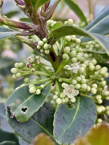 Image of Ilex paraguariensis by (c) E. Goossen, some rights reserved (CC BY)
