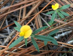 Stylosanthes biflora