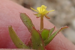 Camissoniopsis intermedia