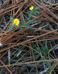 Stylosanthes biflora