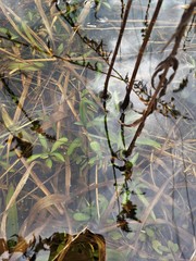 Solidago leavenworthii