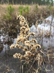 Solidago leavenworthii
