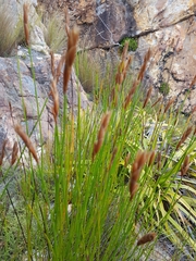 Elegia racemosa