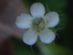 Nemophila