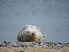 Pagophilus groenlandicus