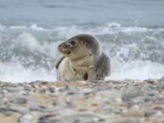Pagophilus groenlandicus