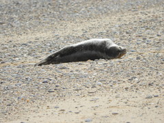 Pagophilus groenlandicus