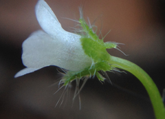 Nemophila