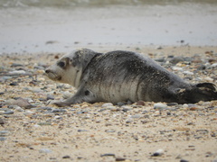 Pagophilus groenlandicus