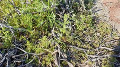 Cryptantha decipiens