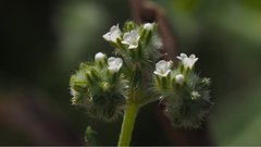 Cryptantha decipiens