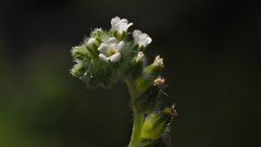 Cryptantha decipiens