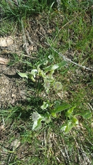Balsamorhiza