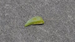 Cryptantha decipiens