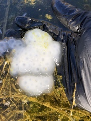 Spotted Salamander photo 4