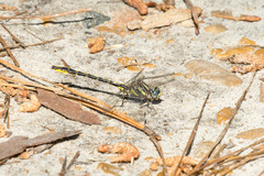 Phanogomphus oklahomensis