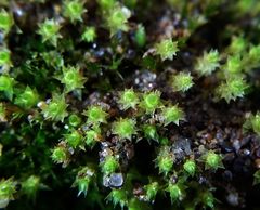Bryum gemmiferum