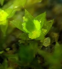 Bryum gemmiferum