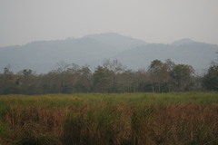 Rhinoceros unicornis