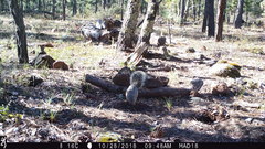 Sciurus nayaritensis apache