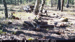 Sciurus nayaritensis apache