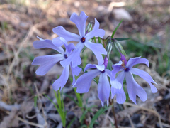 Phlox bifida