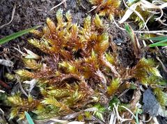 Hypnum cupressiforme lacunosum