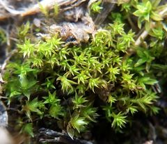 Pseudocrossidium hornschuchianum